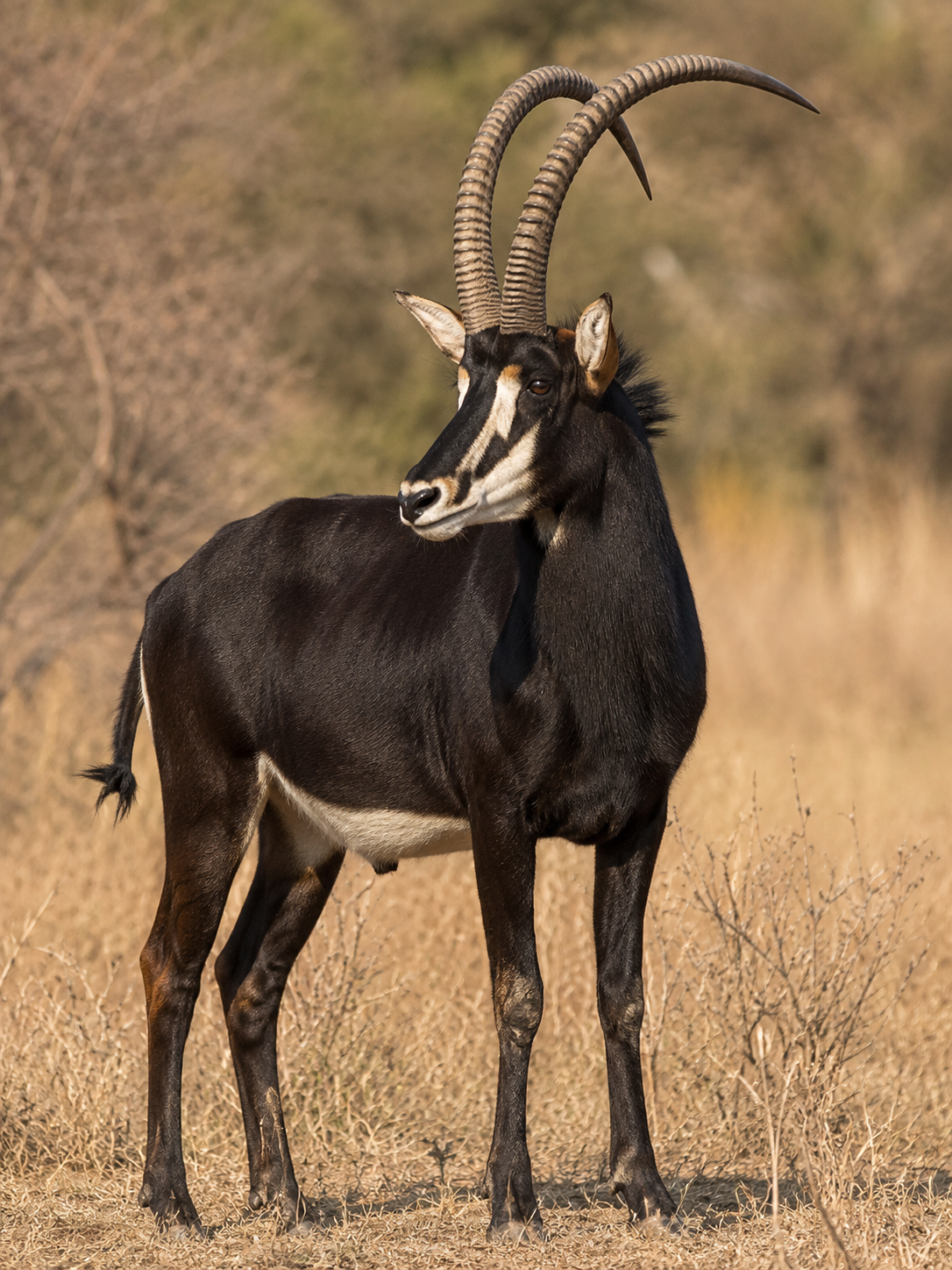 Sable Antelope